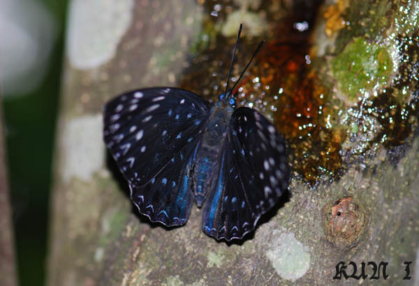 «ö¦¹¦b·sµøµ¡ÂsÄý¹Ï¤ù