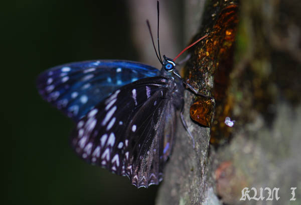 «ö¦¹¦b·sµøµ¡ÂsÄý¹Ï¤ù