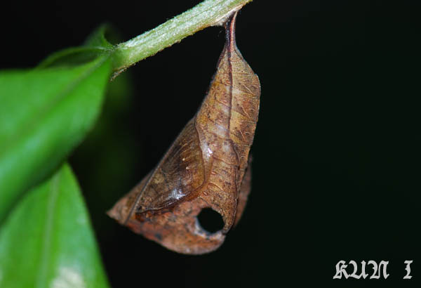 «ö¦¹¦b·sµøµ¡ÂsÄý¹Ï¤ù