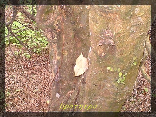 «ö¦¹¦b·sµøµ¡ÂsÄý¹Ï¤ù