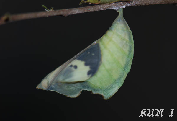 «ö¦¹¦b·sµøµ¡ÂsÄý¹Ï¤ù