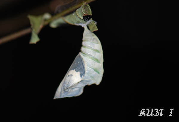 «ö¦¹¦b·sµøµ¡ÂsÄý¹Ï¤ù