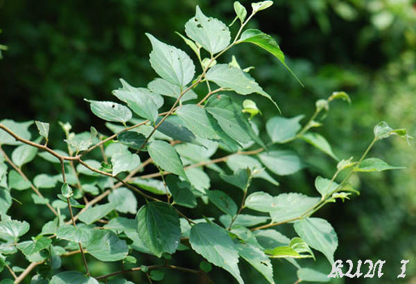 «ö¦¹¦b·sµøµ¡ÂsÄý¹Ï¤ù