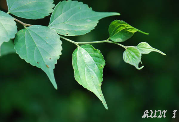 «ö¦¹¦b·sµøµ¡ÂsÄý¹Ï¤ù