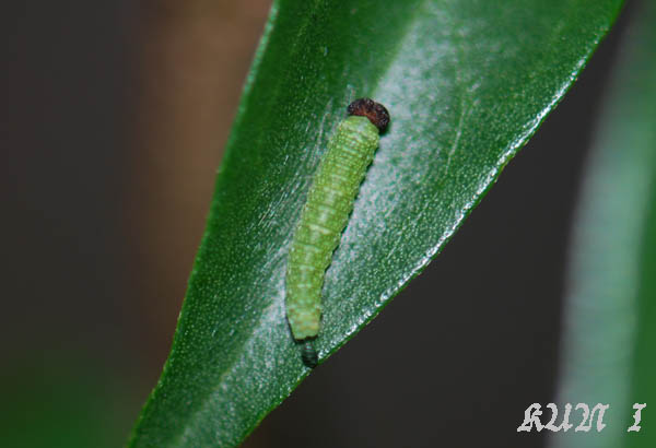 «ö¦¹¦b·sµøµ¡ÂsÄý¹Ï¤ù