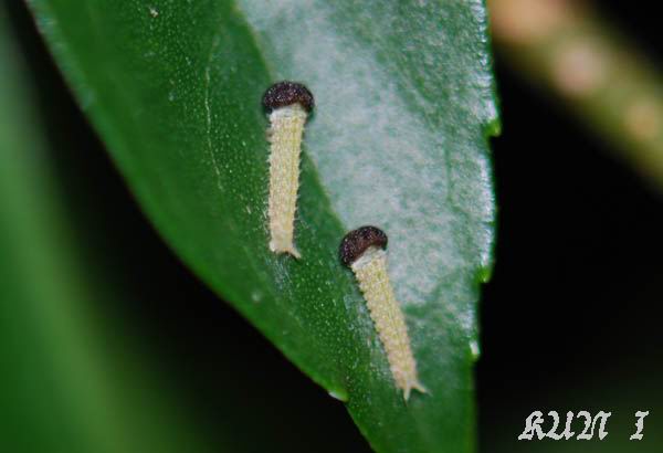 «ö¦¹¦b·sµøµ¡ÂsÄý¹Ï¤ù