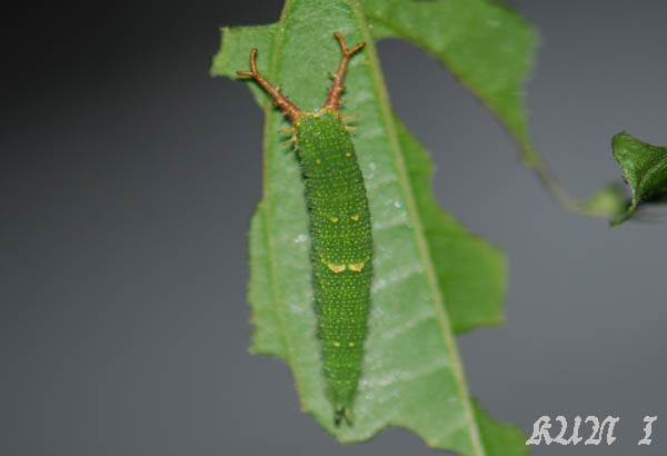 «ö¦¹¦b·sµøµ¡ÂsÄý¹Ï¤ù