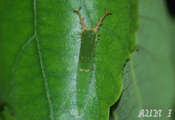 «ö¦¹¦b·sµøµ¡ÂsÄý¹Ï¤ù