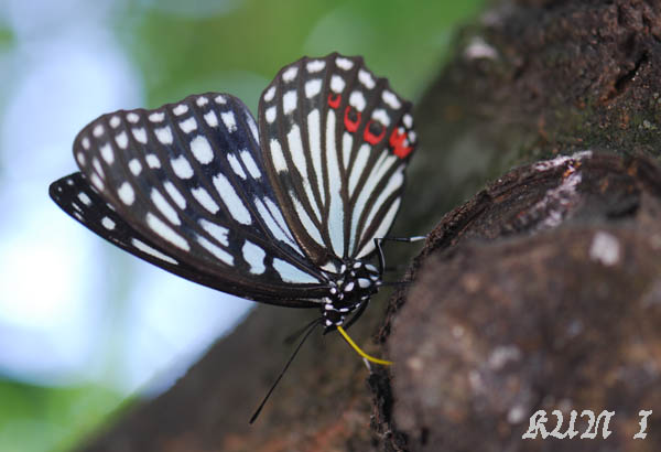 «ö¦¹¦b·sµøµ¡ÂsÄý¹Ï¤ù