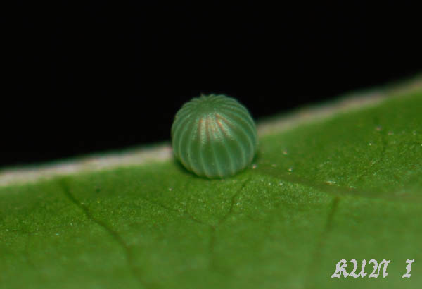 «ö¦¹¦b·sµøµ¡ÂsÄý¹Ï¤ù