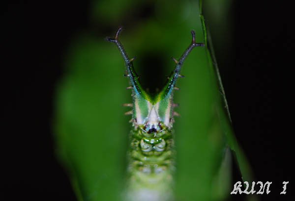 «ö¦¹¦b·sµøµ¡ÂsÄý¹Ï¤ù