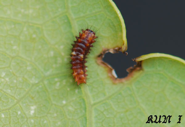 «ö¦¹¦b·sµøµ¡ÂsÄý¹Ï¤ù