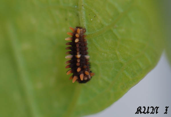 «ö¦¹¦b·sµøµ¡ÂsÄý¹Ï¤ù