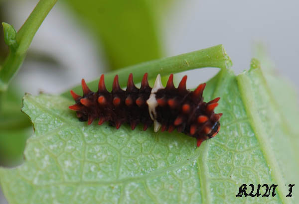 «ö¦¹¦b·sµøµ¡ÂsÄý¹Ï¤ù