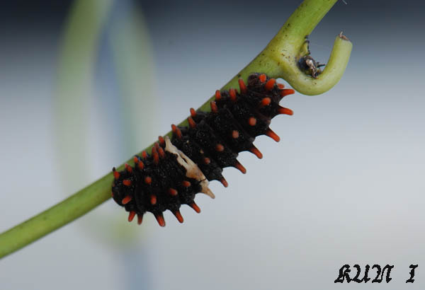 «ö¦¹¦b·sµøµ¡ÂsÄý¹Ï¤ù