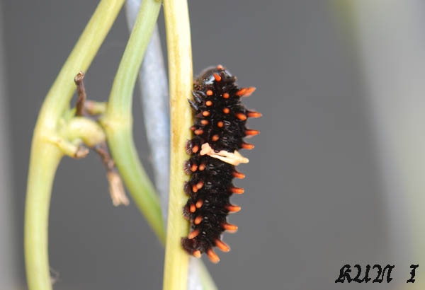 «ö¦¹¦b·sµøµ¡ÂsÄý¹Ï¤ù