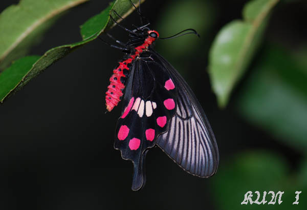 «ö¦¹¦b·sµøµ¡ÂsÄý¹Ï¤ù