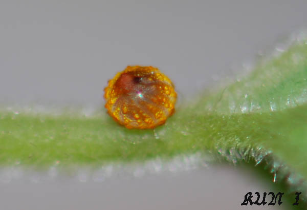 «ö¦¹¦b·sµøµ¡ÂsÄý¹Ï¤ù