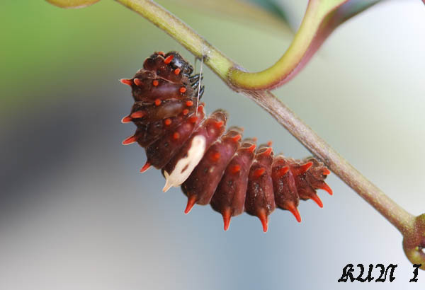 «ö¦¹¦b·sµøµ¡ÂsÄý¹Ï¤ù