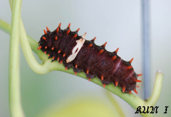 «ö¦¹¦b·sµøµ¡ÂsÄý¹Ï¤ù