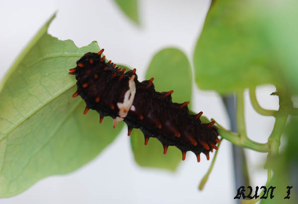 «ö¦¹¦b·sµøµ¡ÂsÄý¹Ï¤ù