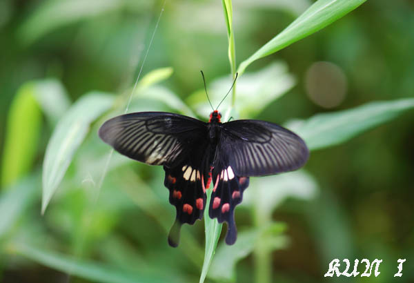 «ö¦¹¦b·sµøµ¡ÂsÄý¹Ï¤ù