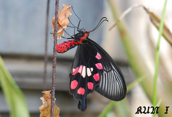 «ö¦¹¦b·sµøµ¡ÂsÄý¹Ï¤ù