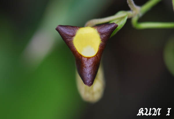 «ö¦¹¦b·sµøµ¡ÂsÄý¹Ï¤ù