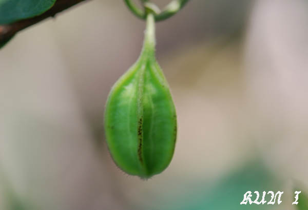 «ö¦¹¦b·sµøµ¡ÂsÄý¹Ï¤ù