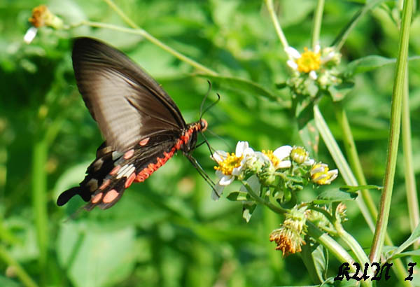 «ö¦¹¦b·sµøµ¡ÂsÄý¹Ï¤ù