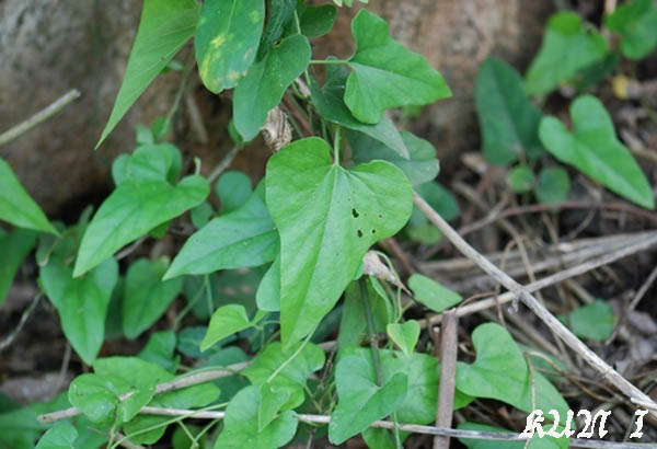 «ö¦¹¦b·sµøµ¡ÂsÄý¹Ï¤ù