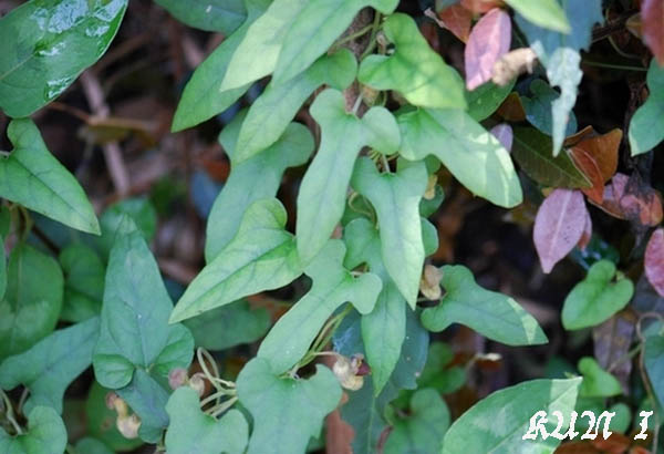 «ö¦¹¦b·sµøµ¡ÂsÄý¹Ï¤ù