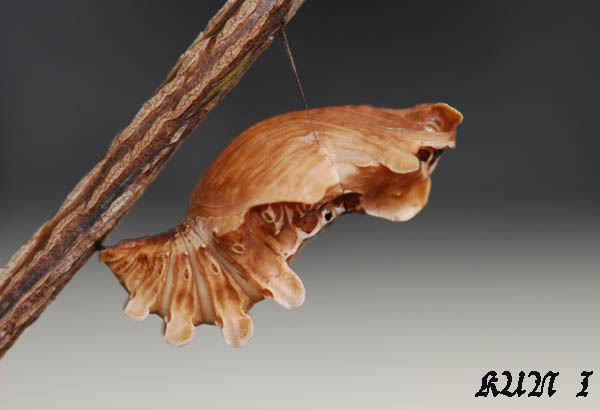 «ö¦¹¦b·sµøµ¡ÂsÄý¹Ï¤ù