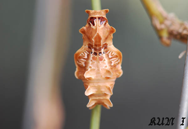 «ö¦¹¦b·sµøµ¡ÂsÄý¹Ï¤ù