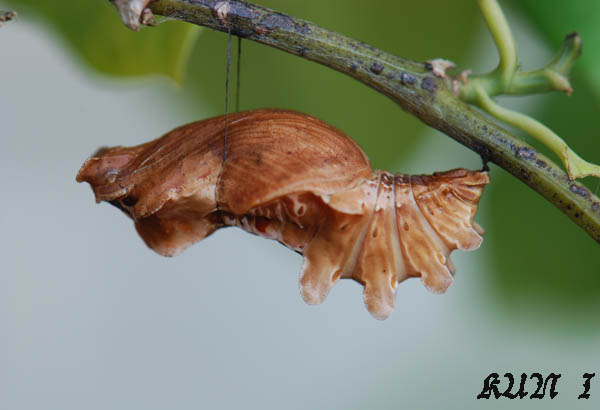 «ö¦¹¦b·sµøµ¡ÂsÄý¹Ï¤ù