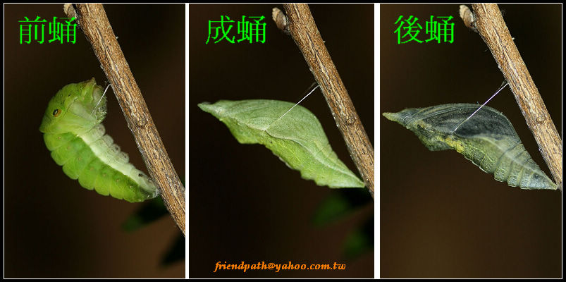 按此在新視窗瀏覽圖片