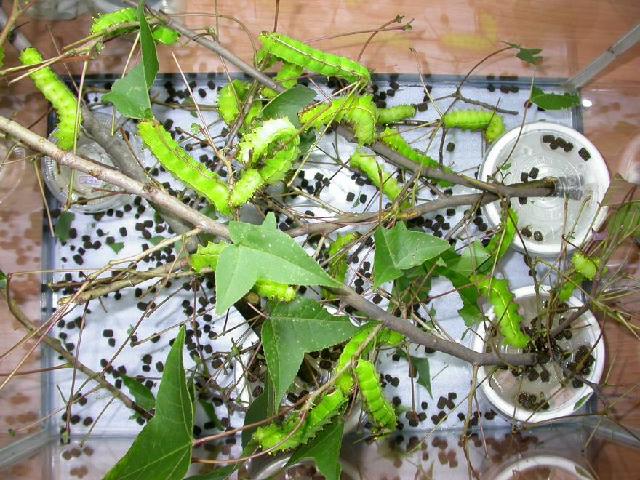 按此在新視窗瀏覽圖片