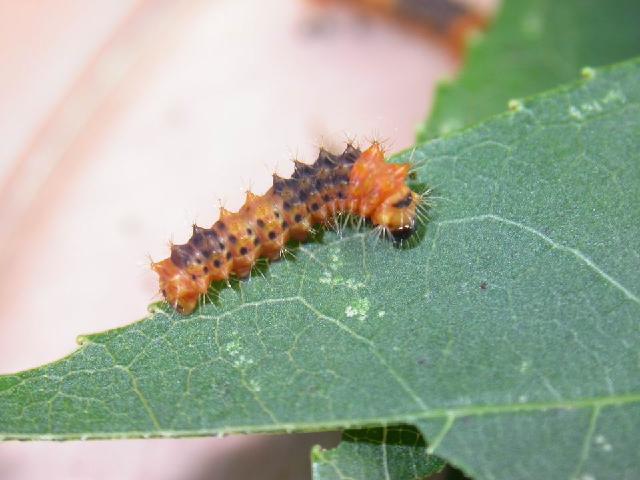 按此在新視窗瀏覽圖片