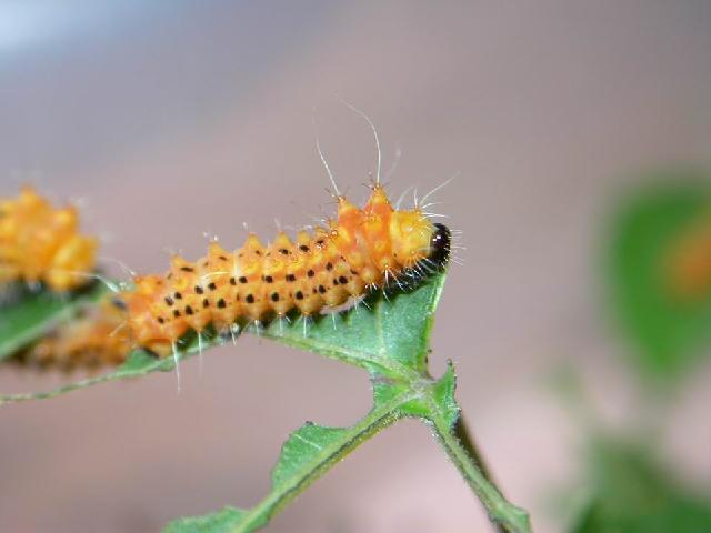 按此在新視窗瀏覽圖片