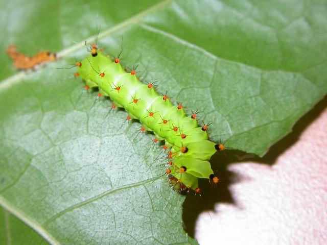 按此在新視窗瀏覽圖片