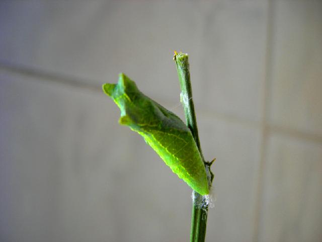 «ö¦¹¦b·sµøµ¡ÂsÄý¹Ï¤ù