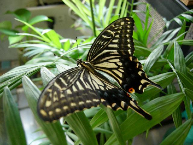 «ö¦¹¦b·sµøµ¡ÂsÄý¹Ï¤ù