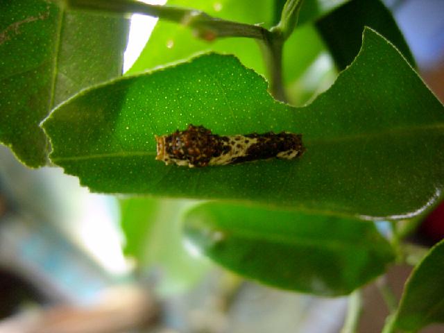 «ö¦¹¦b·sµøµ¡ÂsÄý¹Ï¤ù