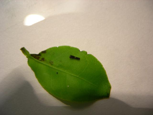 «ö¦¹¦b·sµøµ¡ÂsÄý¹Ï¤ù