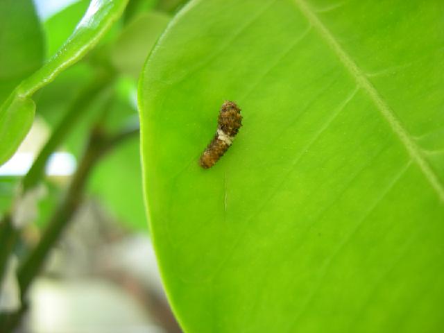 «ö¦¹¦b·sµøµ¡ÂsÄý¹Ï¤ù