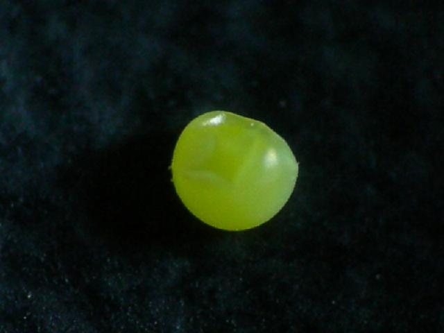 «ö¦¹¦b·sµøµ¡ÂsÄý¹Ï¤ù