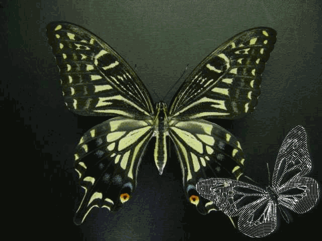 «ö¦¹¦b·sµøµ¡ÂsÄý¹Ï¤ù