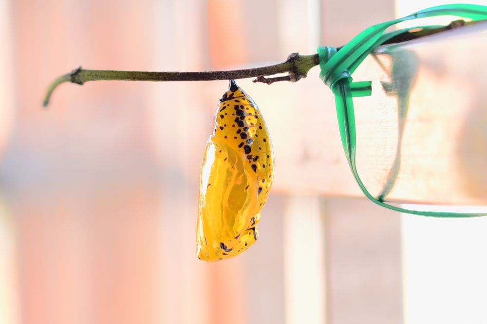 «ö¦¹¦b·sµøµ¡ÂsÄý¹Ï¤ù