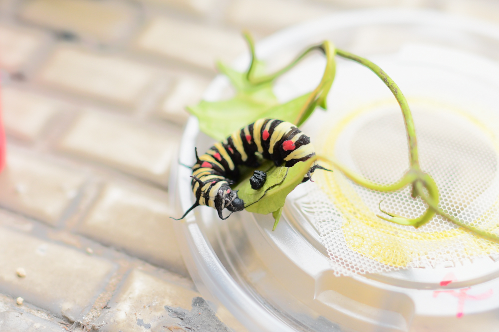 «ö¦¹¦b·sµøµ¡ÂsÄý¹Ï¤ù