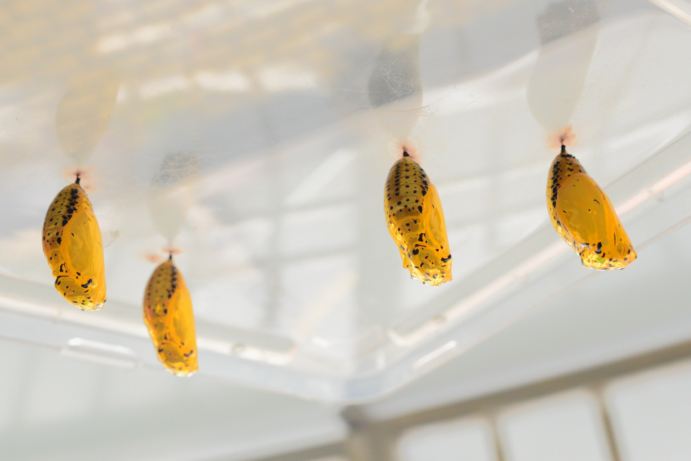 «ö¦¹¦b·sµøµ¡ÂsÄý¹Ï¤ù